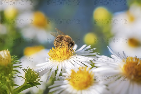 Macro of a bee pollinating on an aster flower