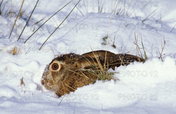 European Brown Hare (lepus europaeus), Head of Adult emerging from Snow