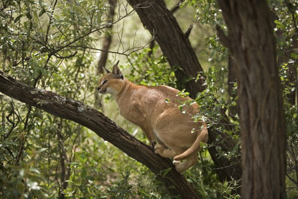 caracal (CARACAL caracal) ADULT ON BRANCH, NAMIBIA