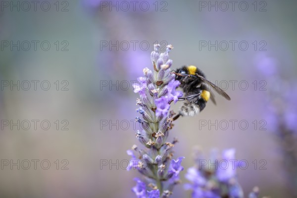 Close Up of Bumblebee on Beautiful Lavender blooming in early summer on a sunny day with soft background bokeh