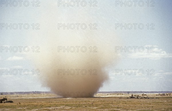 White-tailed gnu (connochaetes gnou), Sand Tornado, Kenya, Africa