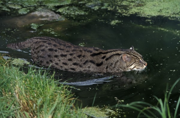 FISHING CAT (prionailurus viverrinus), ADULT IN WATER