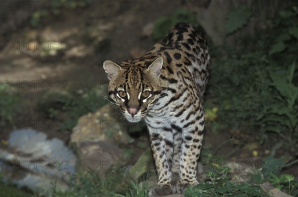 Ocelot (leopardus pardalis), adult