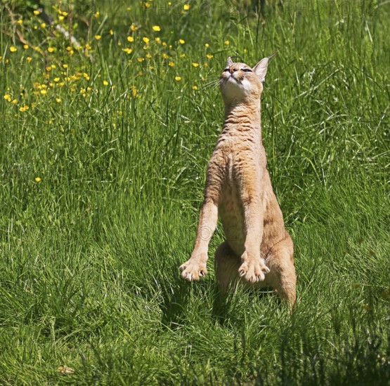 Caracal (caracal caracal), Adult hunting Bird, on Hind Legs