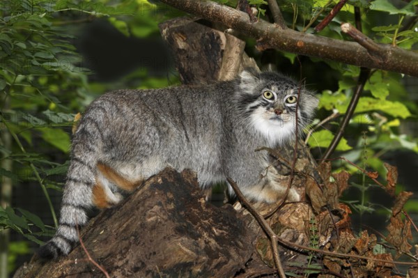 Manul or Pallas's Cat (otocolobus manul), Adult standing on Branch