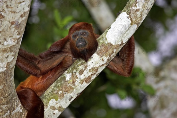 Red Howler Monkey (alouatta seniculus), Adult standing on Branch, Los Lianos in Venezuela