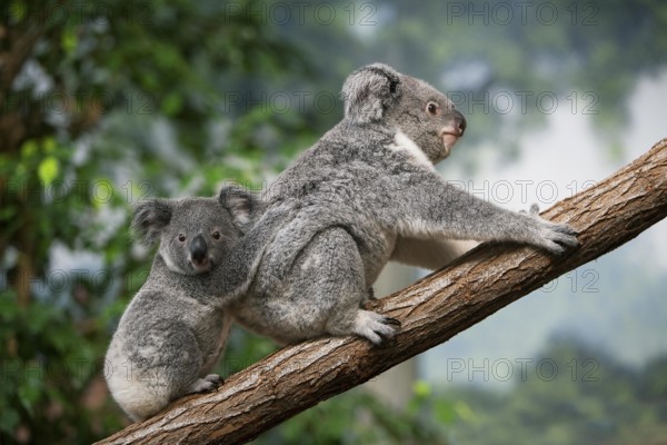 Koala (phascolarctos cinereus), Female carrying Yound on its Back