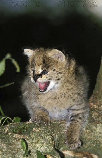 Serval (leptailurus serval), Cub calling for Mother