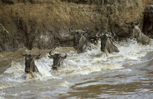 Blue Wildebeest (connochaetes taurinus), Herd crossing Mara River during Migration, Masai Mara Park in Kenya