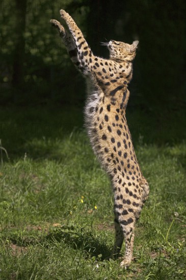 SERVAL (leptailurus serval), ADULT HUNTING, STANDING ON HIND LEGS