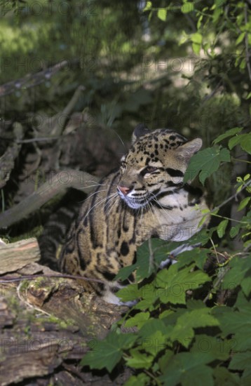 Clouded Leopard (neofelis nebulosa), Adult hidden in Foliage