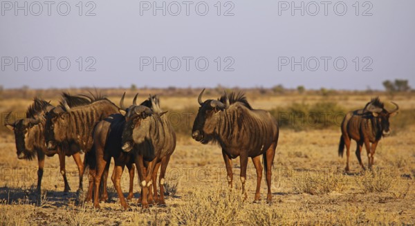 Blue wildebeests (Connochaetes taurinus) in morning light, Central Kalahari, Botswana, Botswana, Africa