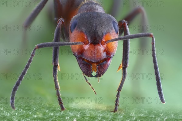 Frontal view of a large meadow ant (Formica pratensis)