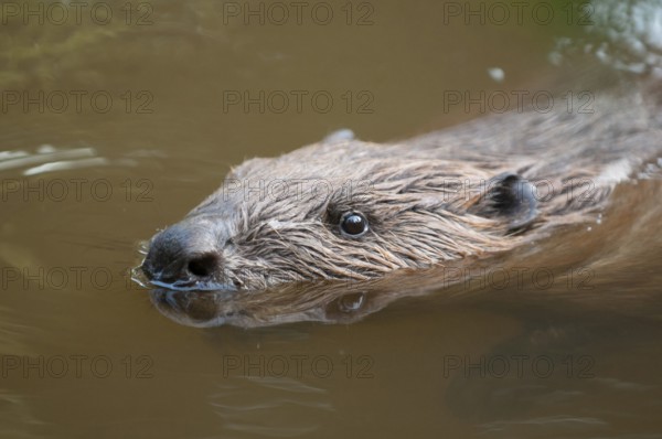 European beaver (Castor fiber), Rosenheim, Bavaria, Germany, Europe