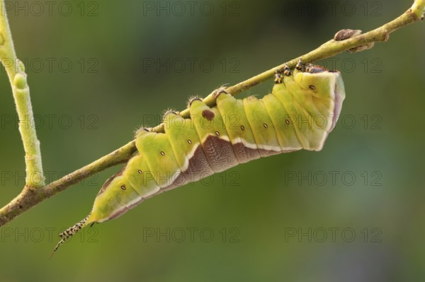 Puss moth (Cerura vinula) Caterpillar, Rhineland-Palatinate, Germany, Europe