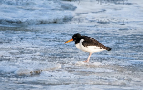 Oystercatcher in the wintry Wadden Sea