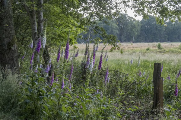 Common foxglove (Digitalis purpurea)