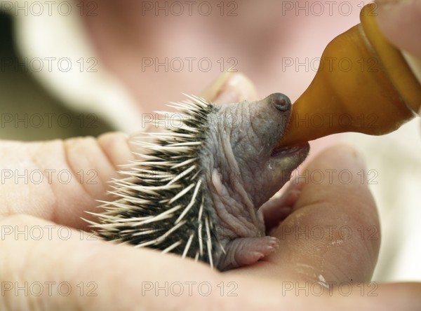 IGELBABY RESCUED IN LA DAME BLANCHE, AN ANIMAL WELFARE CENTRE IN NORMANDIE, FRANCE