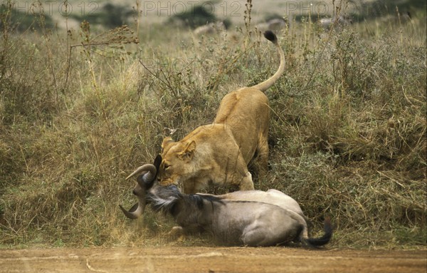 AFRICAN LION (panthera leo), FEMALE WITH A WILDEBEEST KILL, NAIROBI PARK IN KENYA