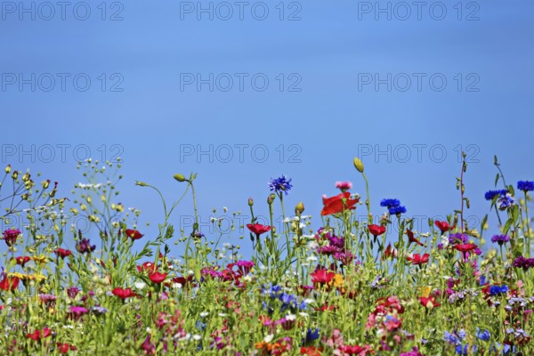 Flower meadow from the frog's perspective from below. Wildflowers cut out against the blue sky
