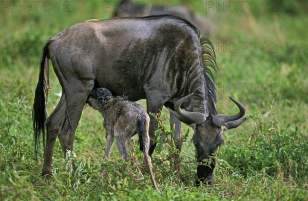 Blue wildebeest (connochaetes taurinus), female with newborn calf, baby suckling, Serengeti Park in Tanzania