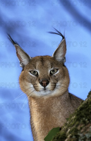 Caracal (caracal caracal), Portrait of Adult