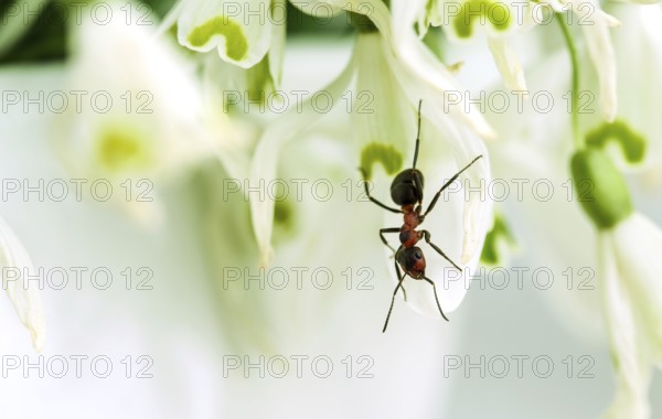 Close-up of forest ant on snowdrop flower