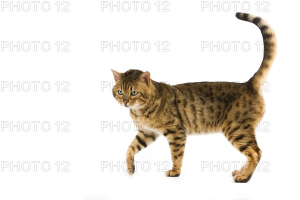 BROWN DUCKED BENGALIAN CAT, adult BEFORE WHITE BACKGROUND
