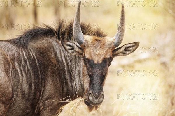 Streifengnu im Kruger NP, S