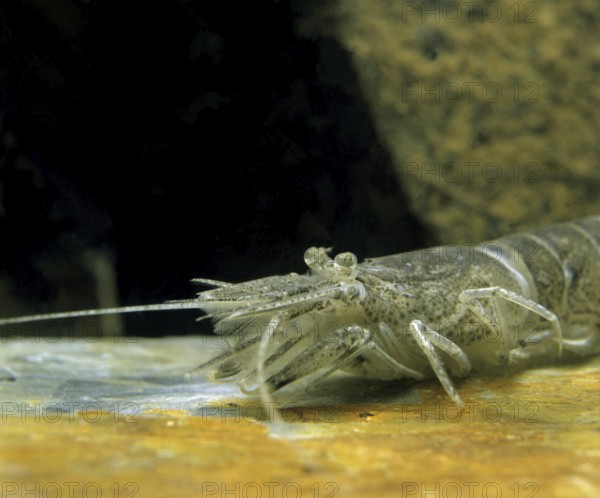 Common Shrimp (crangon crangon)