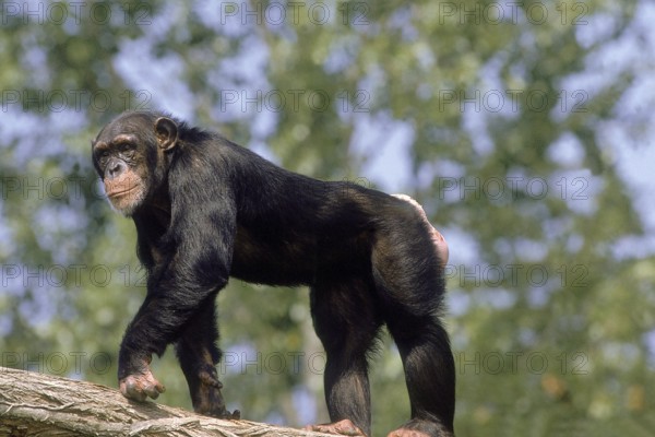 CHIMPANZEE (pan troglodytes), ADULT STANDING ON BRANCH