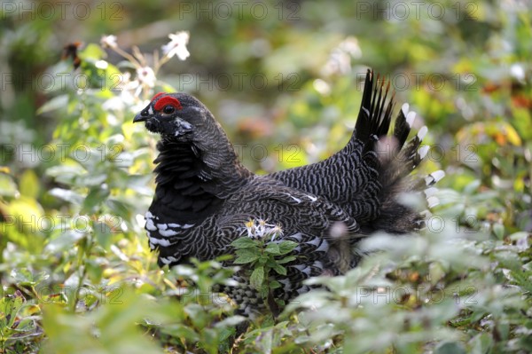 Spruce Grouse, male, Cap Breton Highlands National Park, Nova Scotia (Dendragopus Canada Grouse (Falcipennis canadensis), Canada, North America