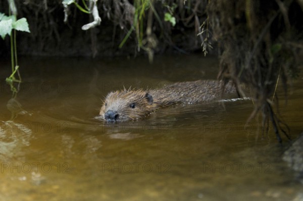 European beaver (Castor fiber), juvenile, Rosenheim, Bavaria, Germany, Europe