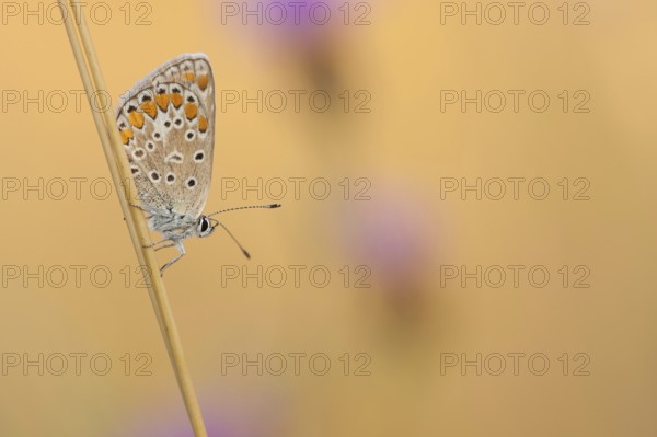 Common blue butterfly (Polyommatus icarus) Germany