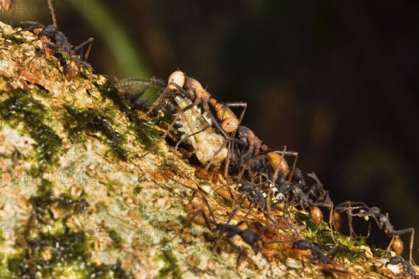 Driver ants transport Eciton burchellii (Eciton burchelli), ant, ants, Costa Rica, Central America
