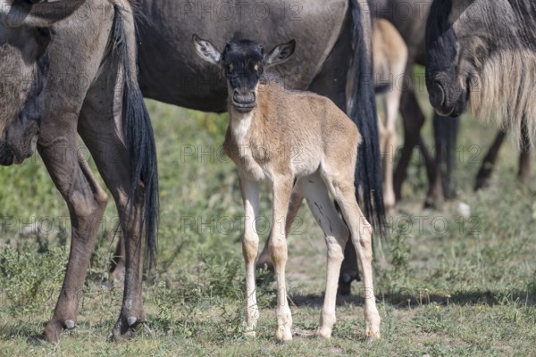 Wildebeest (Connochaetes), calf, newborn, juvenile, young animal, eye contact, Ndutu Conservation Area, Tanzania, Africa