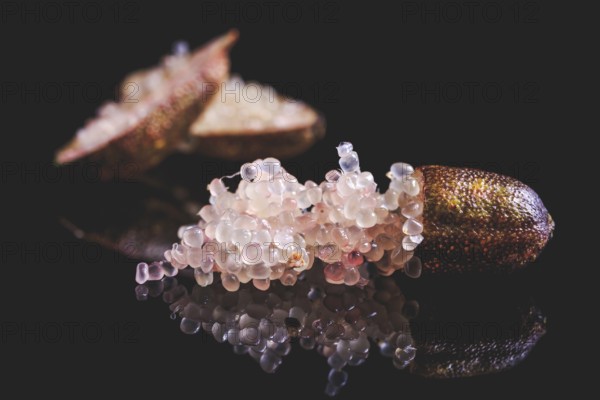 Australian finger lime or caviar lime, edible fruits used in gourmet cuisine. Citrus australasica isolated on black background
