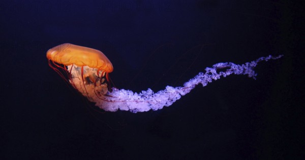 Black Jellyfish or Black Sea Nettle (chrysaora achlyos), Pacific Ocean, Seawater Aquarium in France