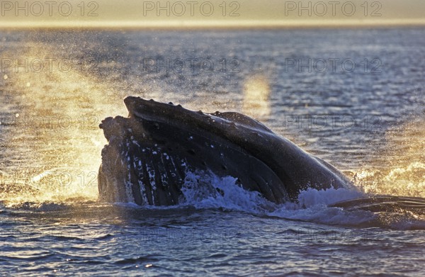 Humpback whale (megaptera novaeangliae), ADULT SURFACING TO CATCH KRILL, ALASKA