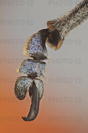 These weevils are among the most colorfull ones in the world, detail of the claw showing the colorful scales that cover it