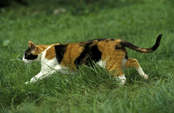 Domestic cat, adult, running on grass