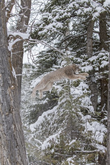 A bobcat hunts for prey in a snowy forest habitat