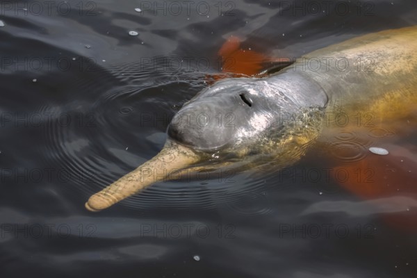 Close up of Pink river dolphin on the water surface, Rio Negro, Novo Airao, Brazil, South America