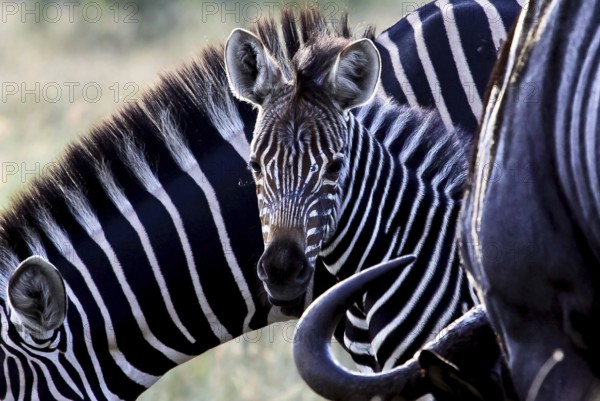 Baby zebra in Kruger National Park South Africa