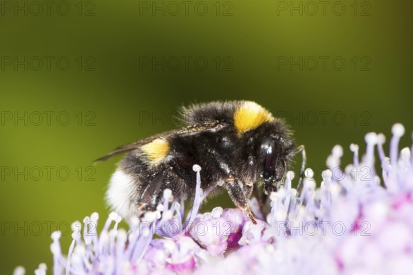 Macro of a bumblebee on a hydrangea flower