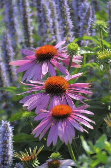 Purple cone flower (Echinacea purpurea)