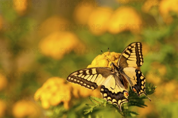 Swallowtail (Papilio machaon), on a fern, North Rhine-Westphalia, Germany, Europe