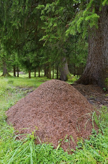 Wood Ant, Anthill, Bavaria, Germany (Formica rufa)