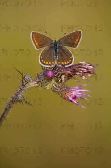 Common blue butterfly (Polyommatus icarus) female, Rhineland-Palatinate