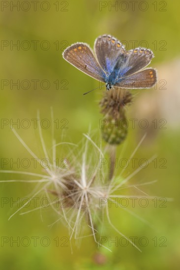 Gemeines (Polyommatus icarus) Blau, Germany, Europe